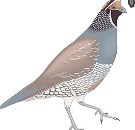 鳥15