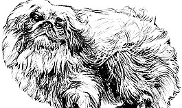 獅子狗