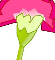 康乃馨花剪貼畫