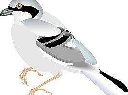 鳥12