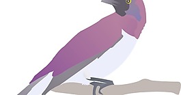 exotical鳥剪貼畫
