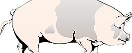 豬4