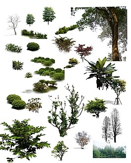 植物樹木psd素材