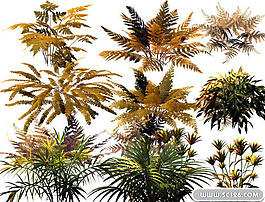 侏羅紀(jì)蕨類植物PSD源文件