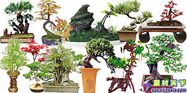 盆載藝術(shù)花卉psd源文件