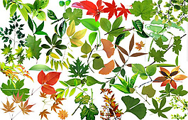 各種樹葉psd源文件