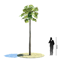 熱帶植物