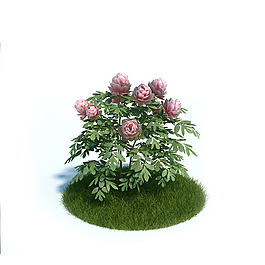 開(kāi)花的植物