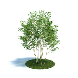 绿色植物