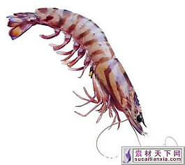 龍蝦psd源文件