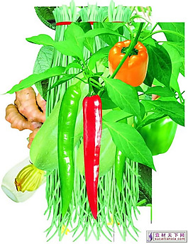 蔬菜psd源文件