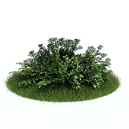 草坪植物