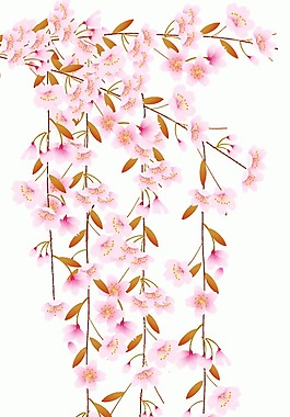 櫻花圖片