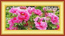 富貴花開