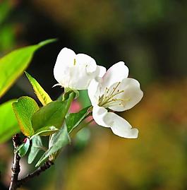 海棠花 花朵 背景圖片