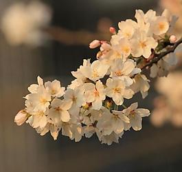 櫻花圖片
