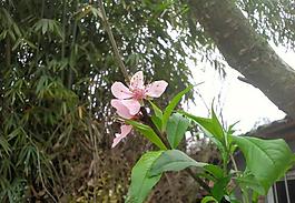 桃花圖片