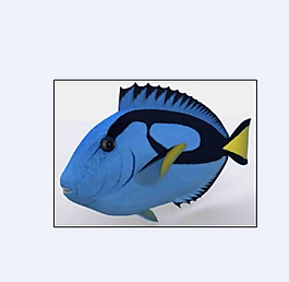 熱帶魚模型