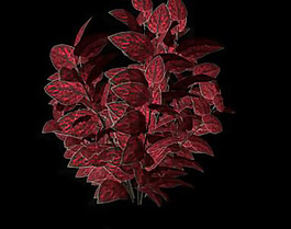紅葉模型