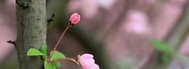 櫻花爛漫圖片