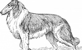 牧羊犬的矢量图形