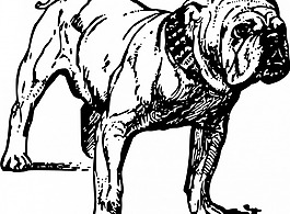斗牛犬 矢量圖