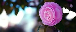 山茶花圖片