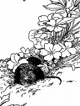 在自然圖像矢量田鼠
