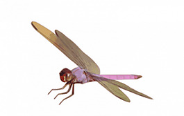 蜻蜓矢量