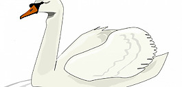 天鹅游泳矢量