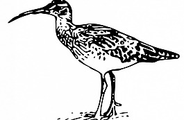 鳥插畫矢量