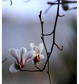 玉蘭花圖片