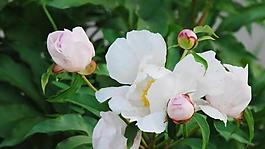 校園芍藥花圖片