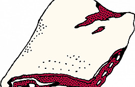 肋架矢量剪貼畫(huà)