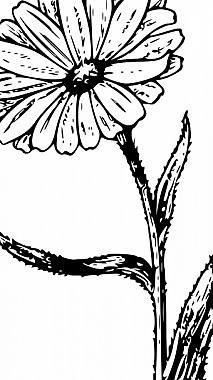黑白花矢量插畫(huà)