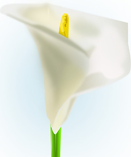 莉莉花矢量圖像
