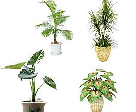 室內(nèi)花草