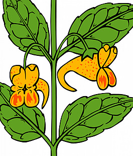 Ku鳳仙花鶚向量