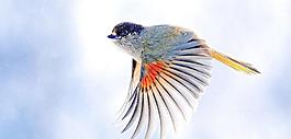 翠鳥圖片