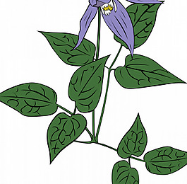 铁线莲属悬铃木的花