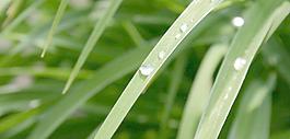 高清植物图片