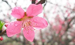 桃花特寫圖片