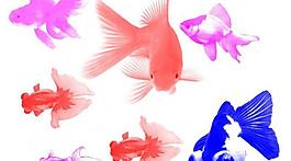 漂亮金魚(yú)筆刷圖片