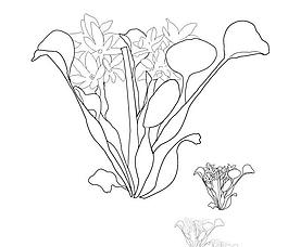 水葫芦素描图