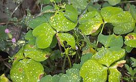 水珠草圖片