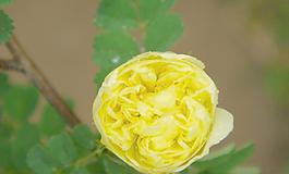 黃色薔薇圖片