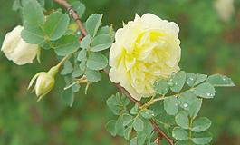 黃色薔薇圖片