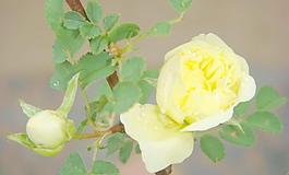 黃色薔薇圖片