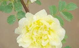 黃色薔薇圖片