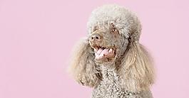 貴賓犬圖片